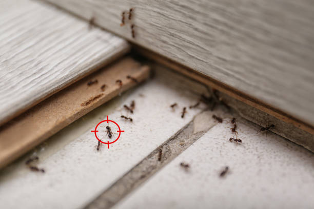 Best Affordable Pest Control Services  in Roland, IA