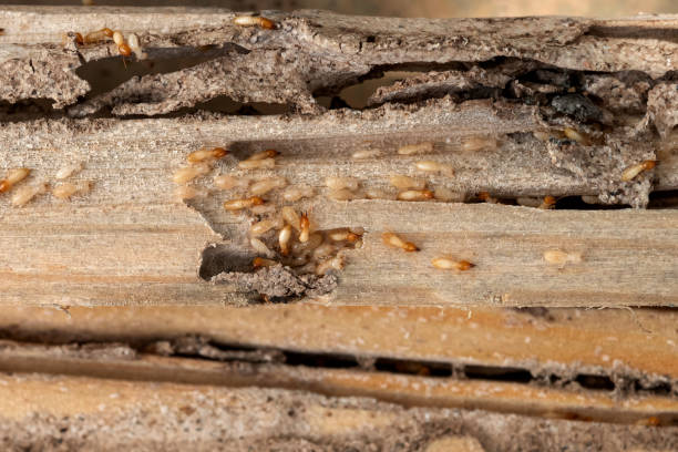 Best Commercial Pest Control Services  in Roland, IA